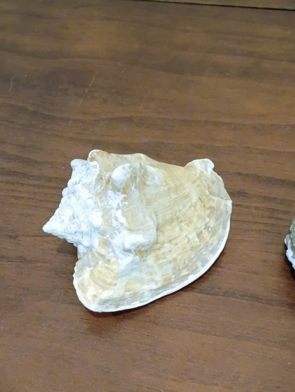 Conch Shells, Set Of 2 - Picture 2 of 10